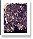 Etched Rock Emu