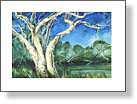 Paperbark Tree