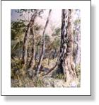 Bush Redgum Study