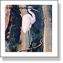 White Egret