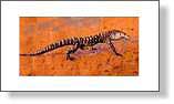 Goanna Detail