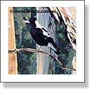 Magpie